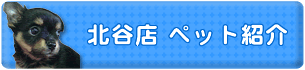 北谷店　ペット紹介