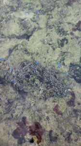 サンゴとコバルトスズメ