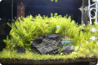 Bianco 店舗詳細 Petbox